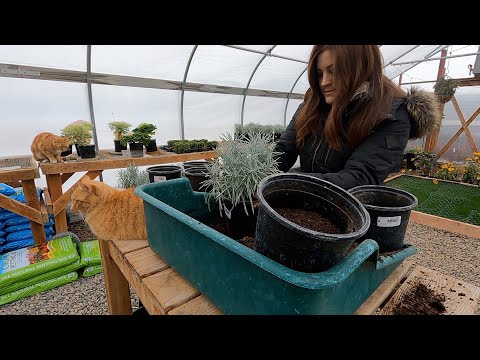 Repotting 65+ Plants in the Greenhouse!!!