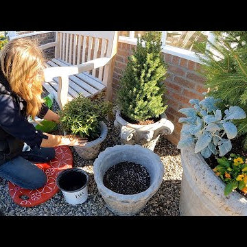 Strawberry Propagation Update, Sempervivums by the Pond & Evergreens for the Hartley!