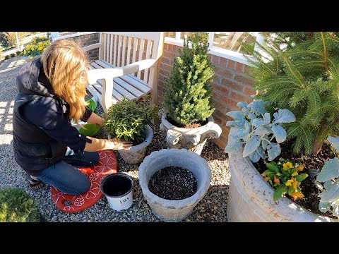 Strawberry Propagation Update, Sempervivums by the Pond & Evergreens for the Hartley!