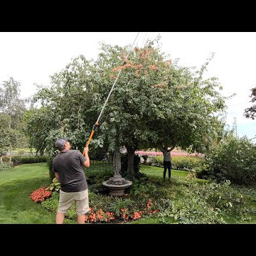 Cutting Back Hollyhocks and Pruning Our Crabapple!