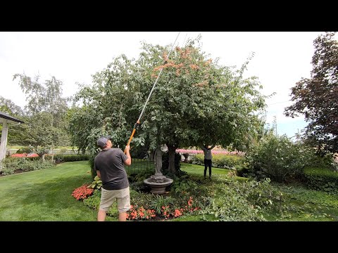 Cutting Back Hollyhocks and Pruning Our Crabapple!