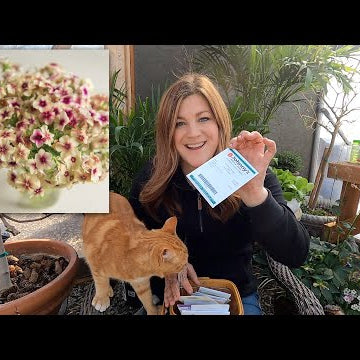 Easy Window Box Plants for Spring + Starting More Annual Flower Seeds!