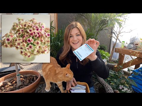 Easy Window Box Plants for Spring + Starting More Annual Flower Seeds!