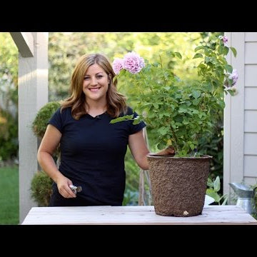 How to Deadhead Roses
