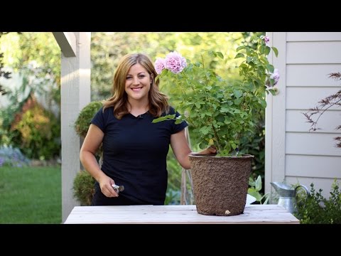 How to Deadhead Roses