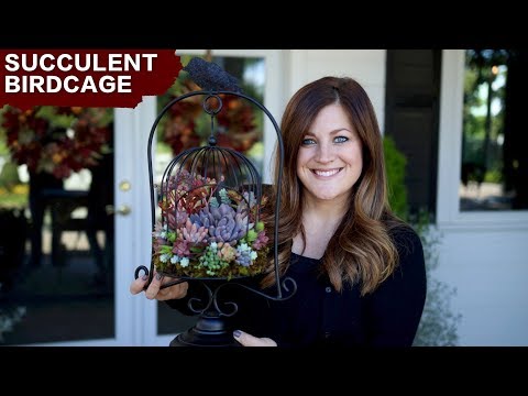 Succulent Birdcage
