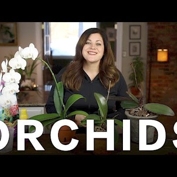 Orchid Care Tips