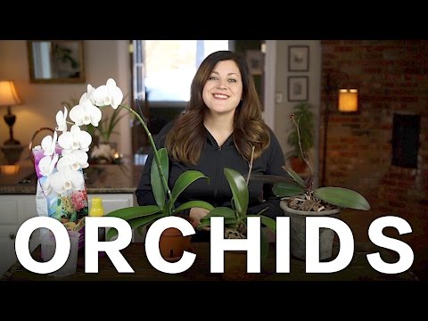 Orchid Care Tips