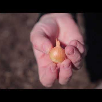How to Plant Onion Sets