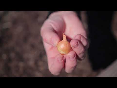 How to Plant Onion Sets