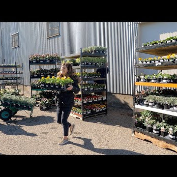 New Plant Load at the Garden Center!