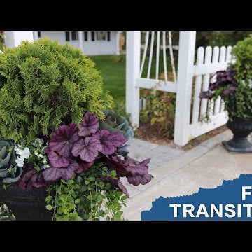 Planting Some Fall Containers