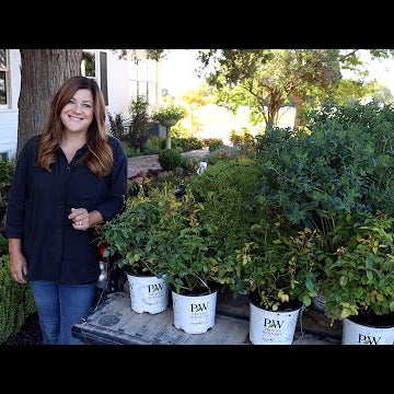 Planting Arbs, Roses, and Baptisia in the Garden!
