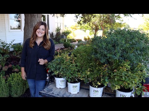 Planting Arbs, Roses, and Baptisia in the Garden!