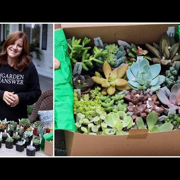 Succulent Unboxing!