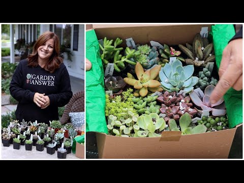 Succulent Unboxing!