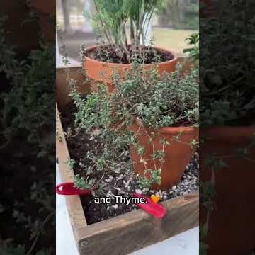 3 Easy Herbs to Grow Inside!