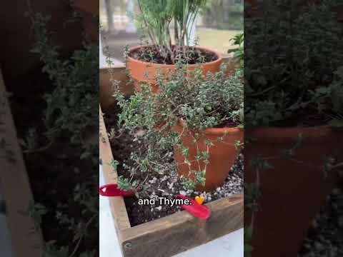 3 Easy Herbs to Grow Inside!