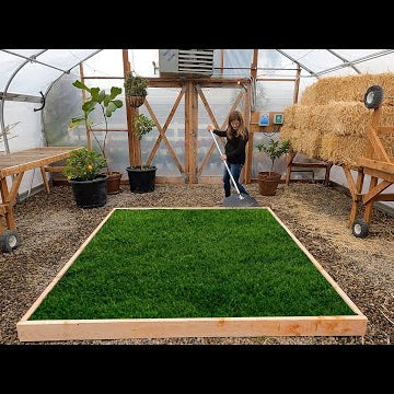 Planting a Lawn in the Greenhouse for the Kids!