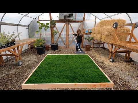 Planting a Lawn in the Greenhouse for the Kids!