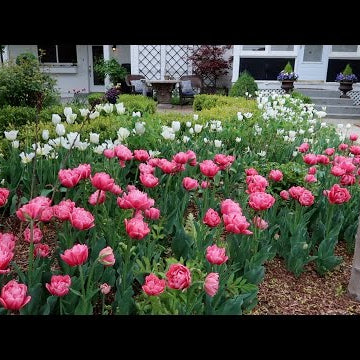 Tulip Update + Weekly Recap
