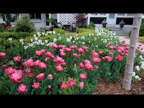 Tulip Update + Weekly Recap