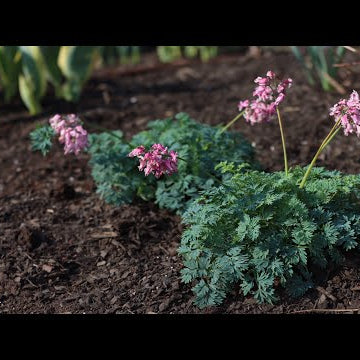 Planting a New Variety of Bleeding Heart!