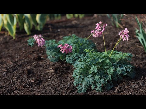 Planting a New Variety of Bleeding Heart!