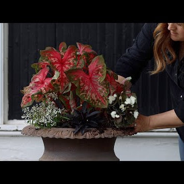 Planting the Barn & Shade Porch Pots!