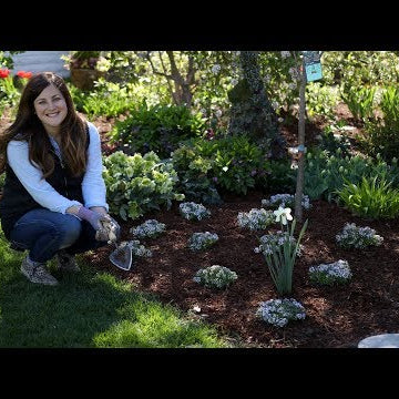 Mass-Planting ‘Blushing Princess’ Alyssum