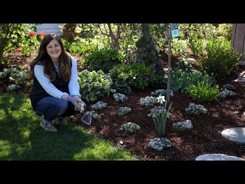 Mass-Planting ‘Blushing Princess’ Alyssum