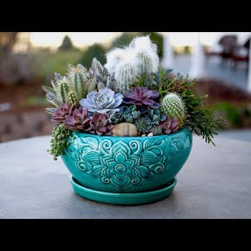 Succulent Inspiration!