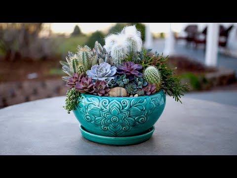 Succulent Inspiration!