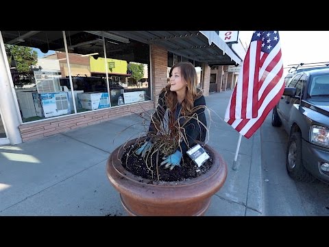Planting Our Downtown Pots