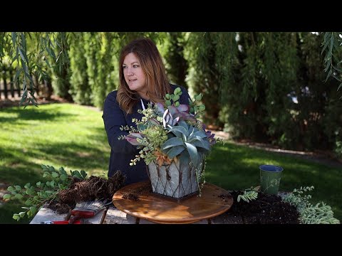 Making a Succulent Arrangement as a Housewarming Gift!