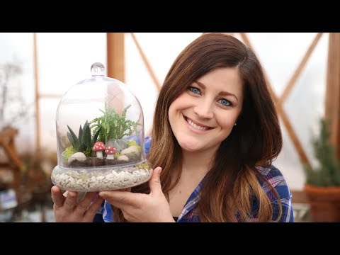 Succulent Terrarium | Trying Out Hydro Stones