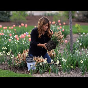 Planting Out Beautiful Perennials: Samantha Lilies, Agastache & Brunnera!