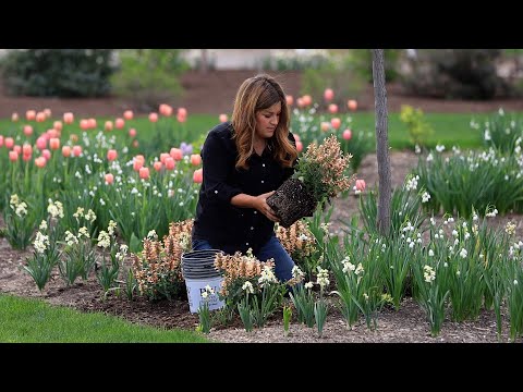 Planting Out Beautiful Perennials: Samantha Lilies, Agastache & Brunnera!
