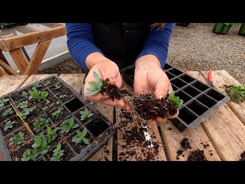 Seedling Care: Thinning, Separating & Fertilizing + Potting Up 3 Gorgeous Houseplants!