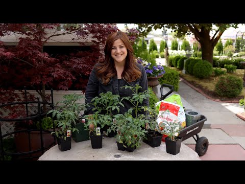 Tomato Growing Basics & Planting Tips!