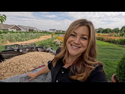 Harvesting Our Wheat & Turning it Into Flour!