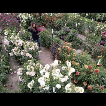 How I Dig & Store My Dahlias!