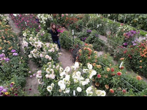 How I Dig & Store My Dahlias!