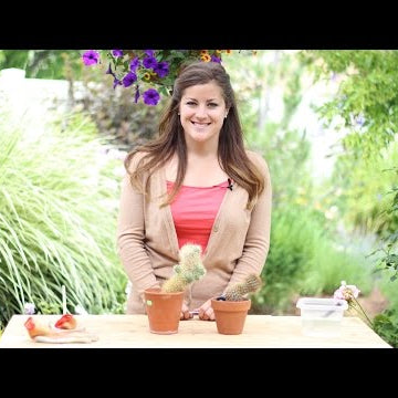 How to Root a Cactus