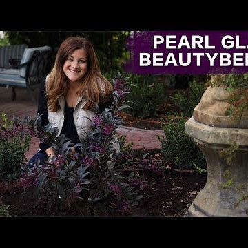 Planting Pearl Glam Beautyberry