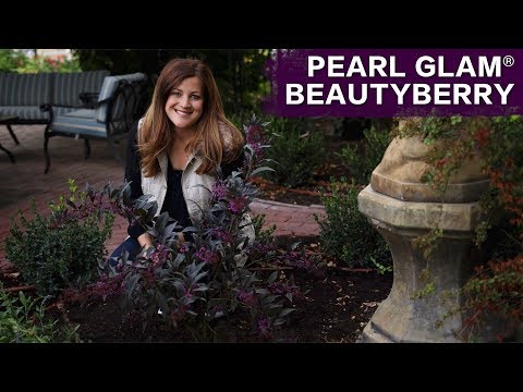 Planting Pearl Glam Beautyberry