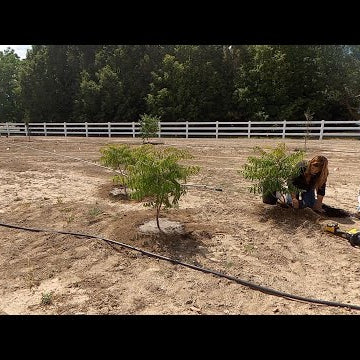 Planting Sumacs and Elderberries!