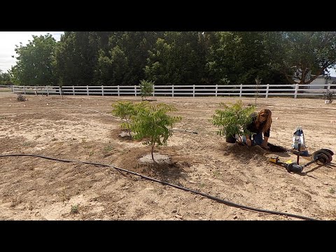 Planting Sumacs and Elderberries!