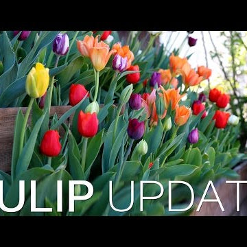 Tulip Update | Pallet Planter | DIY Grow Box