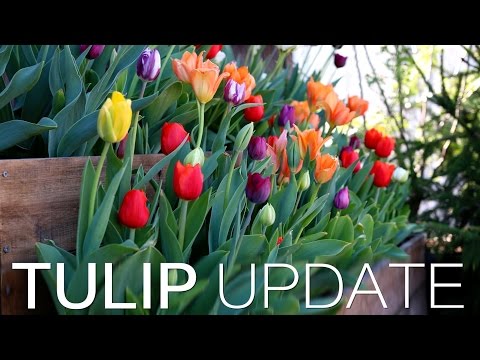 Tulip Update | Pallet Planter | DIY Grow Box